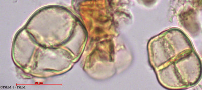 Apocynum hypericifolium - lame n° 27980